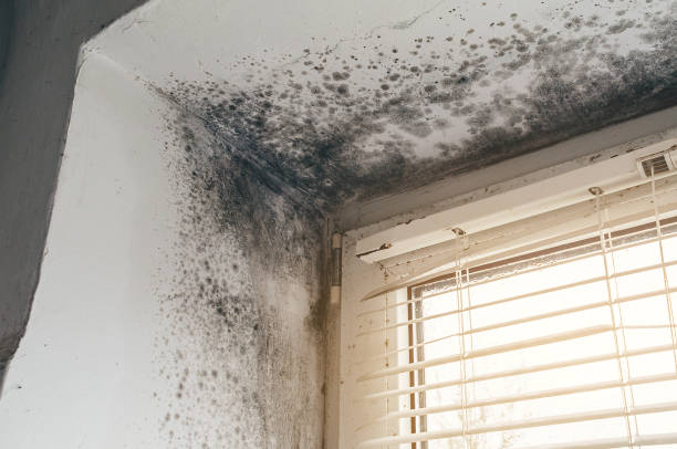 Affordable Mold Testing solutions in Toms River, NJ